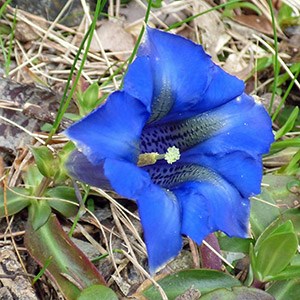 A gorgeous Trumpet Gentian - Gentiana clusii © John Muddeman